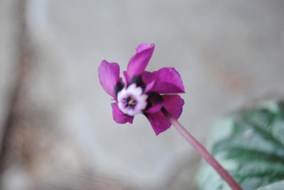 DSC_0226.JPG