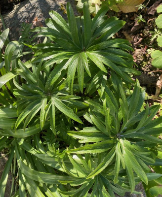helleborus-abruzzicus_1.4.20.jpg