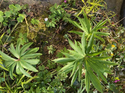 helleborus-bocconei_1.4.20.jpg