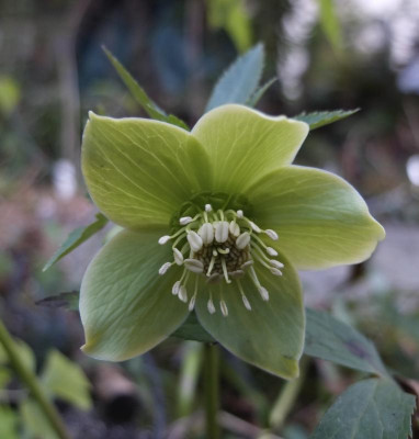 helleborus-calabria-gruen.png