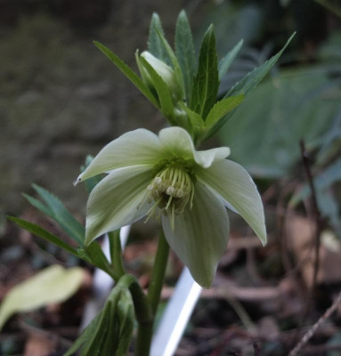 helleborus-bocconei-calabria-hell.png