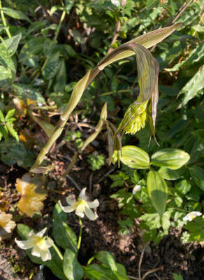 disporum-cantoniense-nigt-heron_1.4.20.jpg