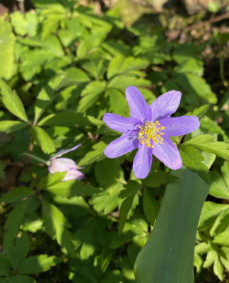 anemone-nemorosa-blue-queen_1.4.20.jpg