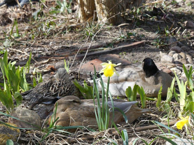 2020-04-03 Narcissus.jpg