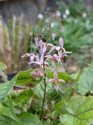 2020-04-03 Epimedum 'Asiatic Hybrid' 1.jpg