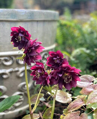 Helleborus.jpg