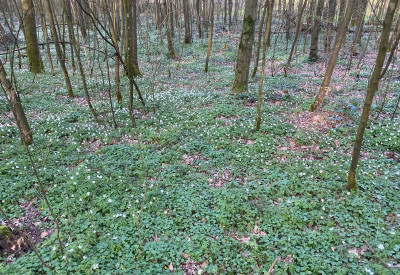 anemone-wald.jpg