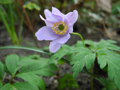 Anemone nemorosa 'Hannah Gubbay' 2018-04-23 01.JPG