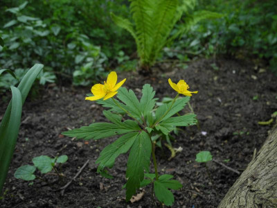 Anemone ranuncoloides 2018-04-23 02.JPG