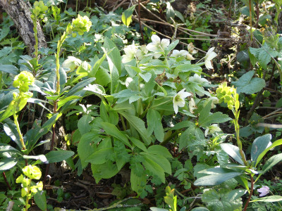 2020-04-01 Helleborus thibetanus.jpg
