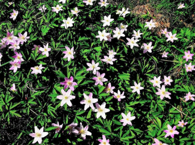 A. nemerosa_Mohorn_RIMG0262.JPG