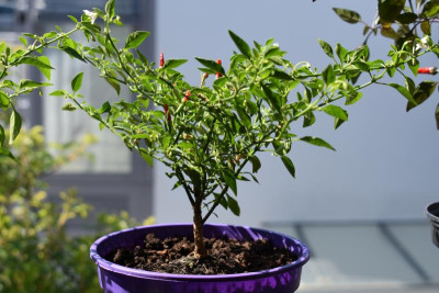 chili 001.JPG