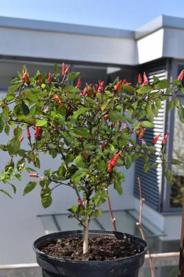 chili 002.JPG