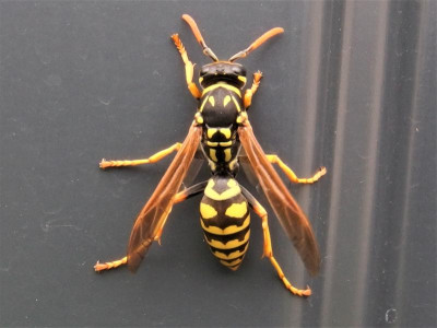 Feldwespe_Ga 2_P7150845.JPG