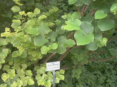 C._chinensis__im_Bot._Garten_Munchen.jpg