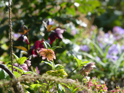 2020-04-04 Gartenimpressionen 2.jpg