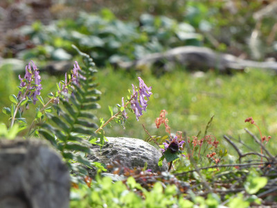 2020-04-04 Gartenimpressionen 4.jpg
