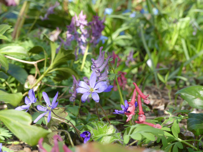2020-04-04 Gartenimpressionen 5.jpg