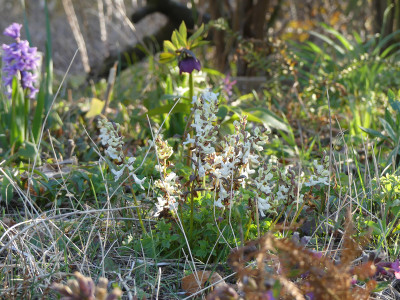 2020-04-04 Corydalis cava.jpg
