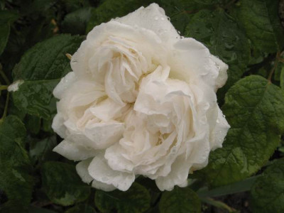 Glucksstern_07.JPG