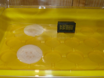 200401_Keimprobe.jpg