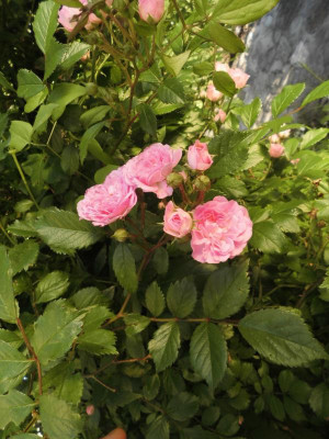 Kirschrose-1.JPG