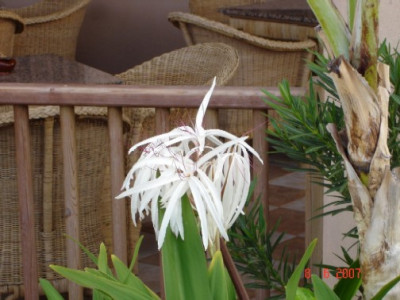 Weie_Blume.jpg