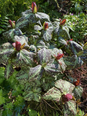 trillium-cuneatum_4.4.20.jpg