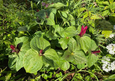 trillium-kurabayashii_4.4.20 (1).jpg