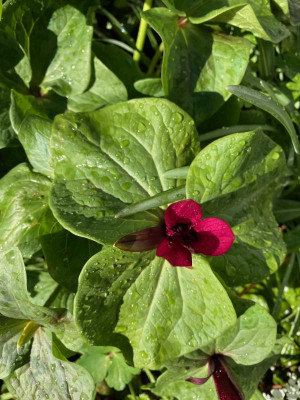 trillium-kurabayashii_4.4.20.jpg