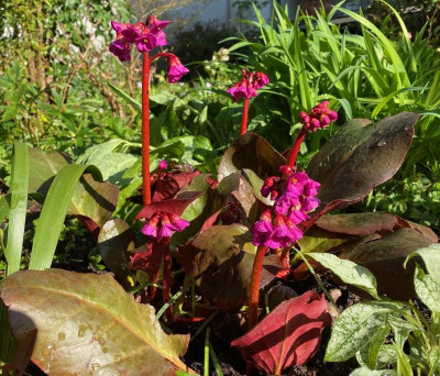 bergenia-ouverture_4.4.20.jpg