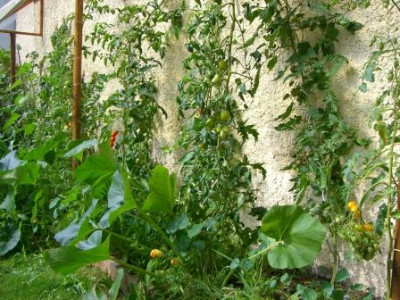 Tomaten_2007_03.jpg