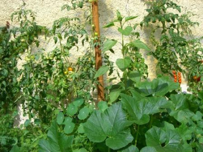 Tomaten_2007_004.jpg