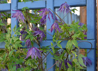 Clematis-falsch.1.jpg
