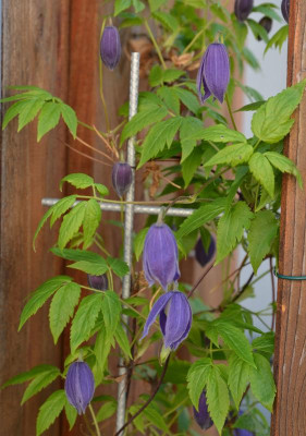 Clematis-falsch.2.jpg