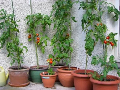 Tomaten_2007_006.jpg