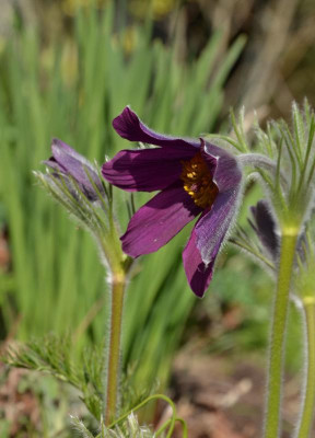 Pulsatilla.20-4.jpg