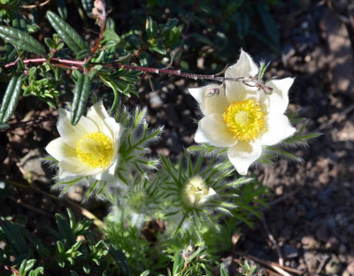 Pulsatilla.20-3.jpg