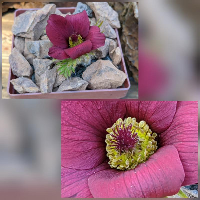 CollageMaker_20200405_200309718.jpg