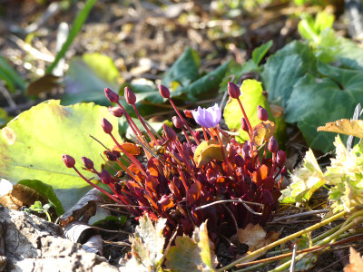 2020-04-05 Jeffersonia dubia.jpg