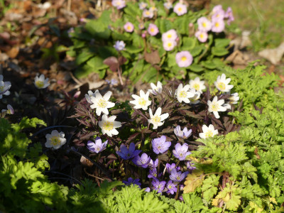 2020-04-05 Anemone nemorosa 'Dark Leaf'.jpg