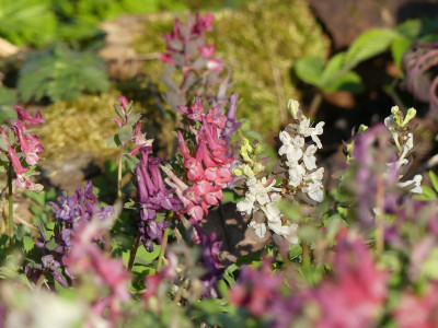 2020-04-05 Gartenimpressionen 2.jpg