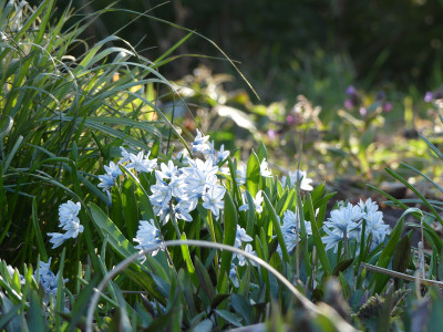 2020-04-05 Gartenimpressionen 1.jpg
