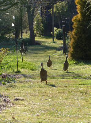 2020-04-05 Gartenimpressionen 3.jpg
