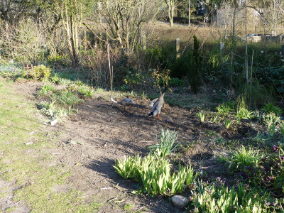 2020-04-05 Garteneinblick 1.jpg