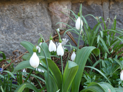 2020-04-05 Galanthus 'E. A. Bowles'.jpg