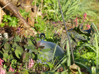 2020-04-05 Gartenimpressionen Tortenhaube 2.jpg