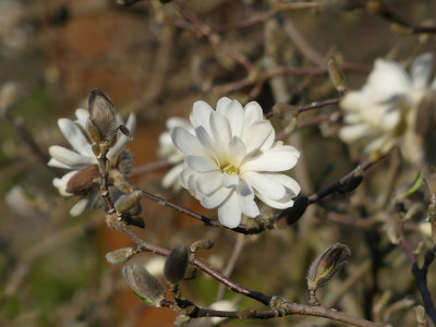 2020-04-05 Magnolia stellata.jpg