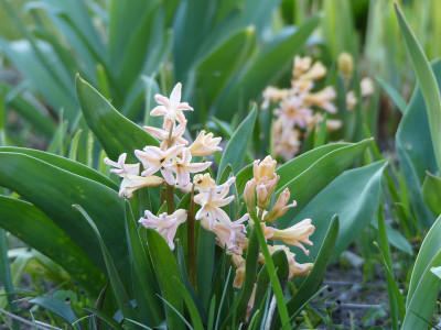 2020-04-05 Hyacinthus 1.jpg