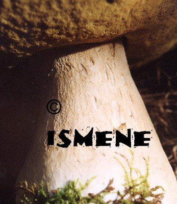 Steiny_mit_Coppy.jpg